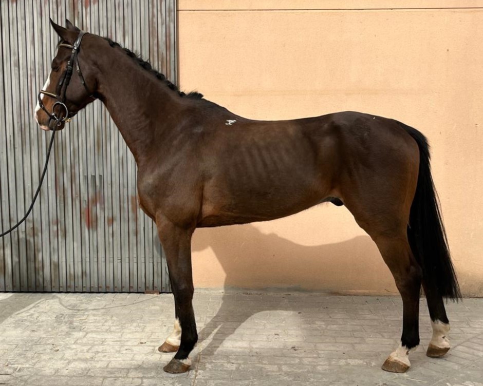horse